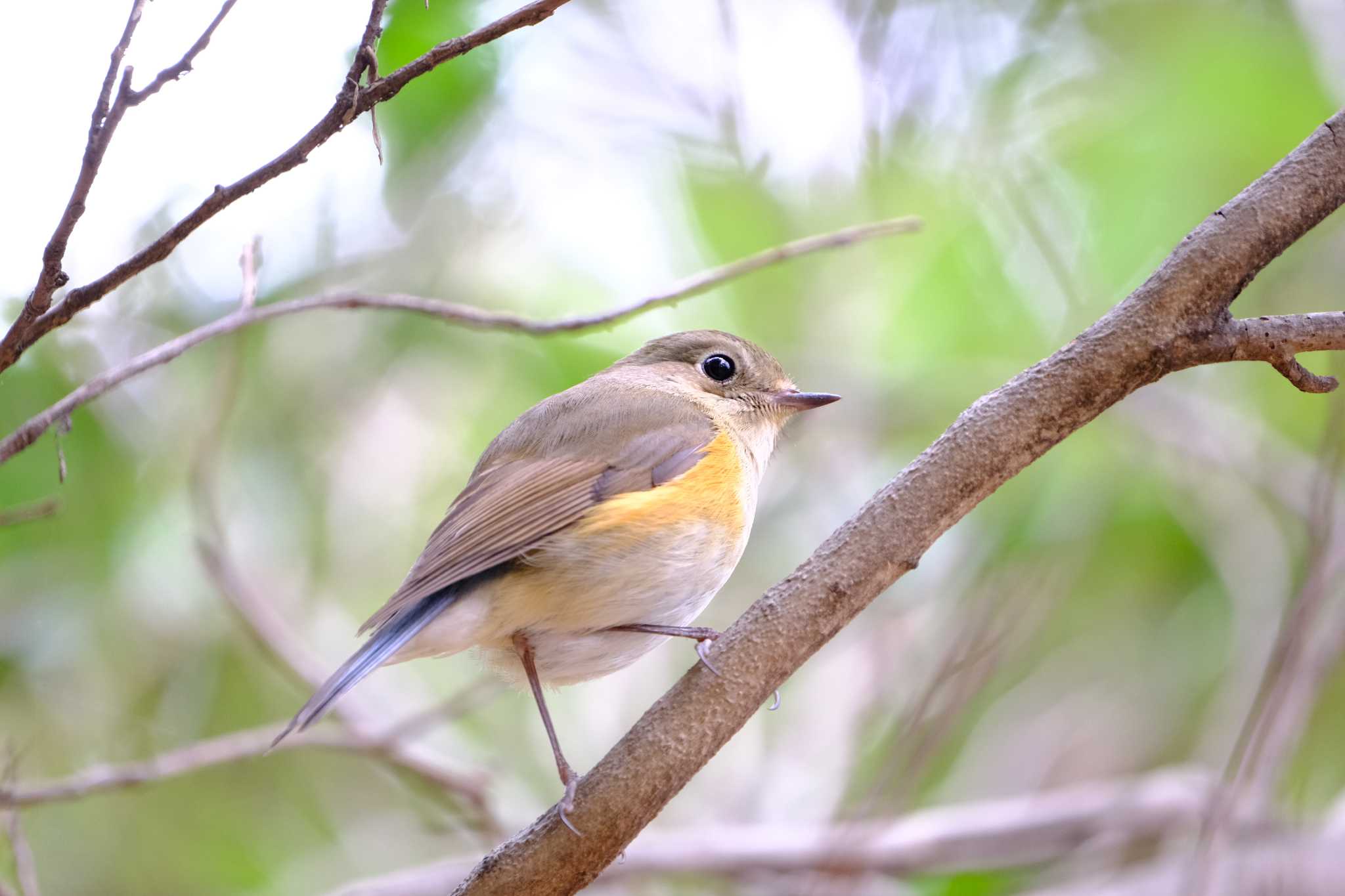 Photo of Red-flanked Bluetail at 東京都 by toru