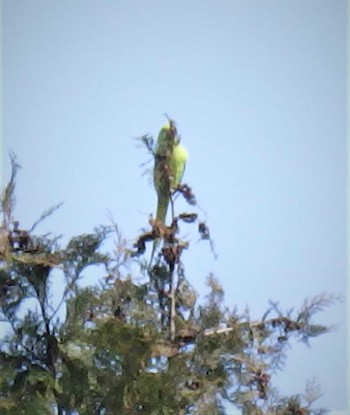 Indian Rose-necked Parakeet 豪徳寺 Fri, 3/19/2021