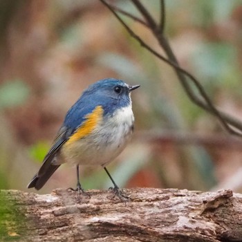 2021年3月20日(土) 北本自然観察公園の野鳥観察記録