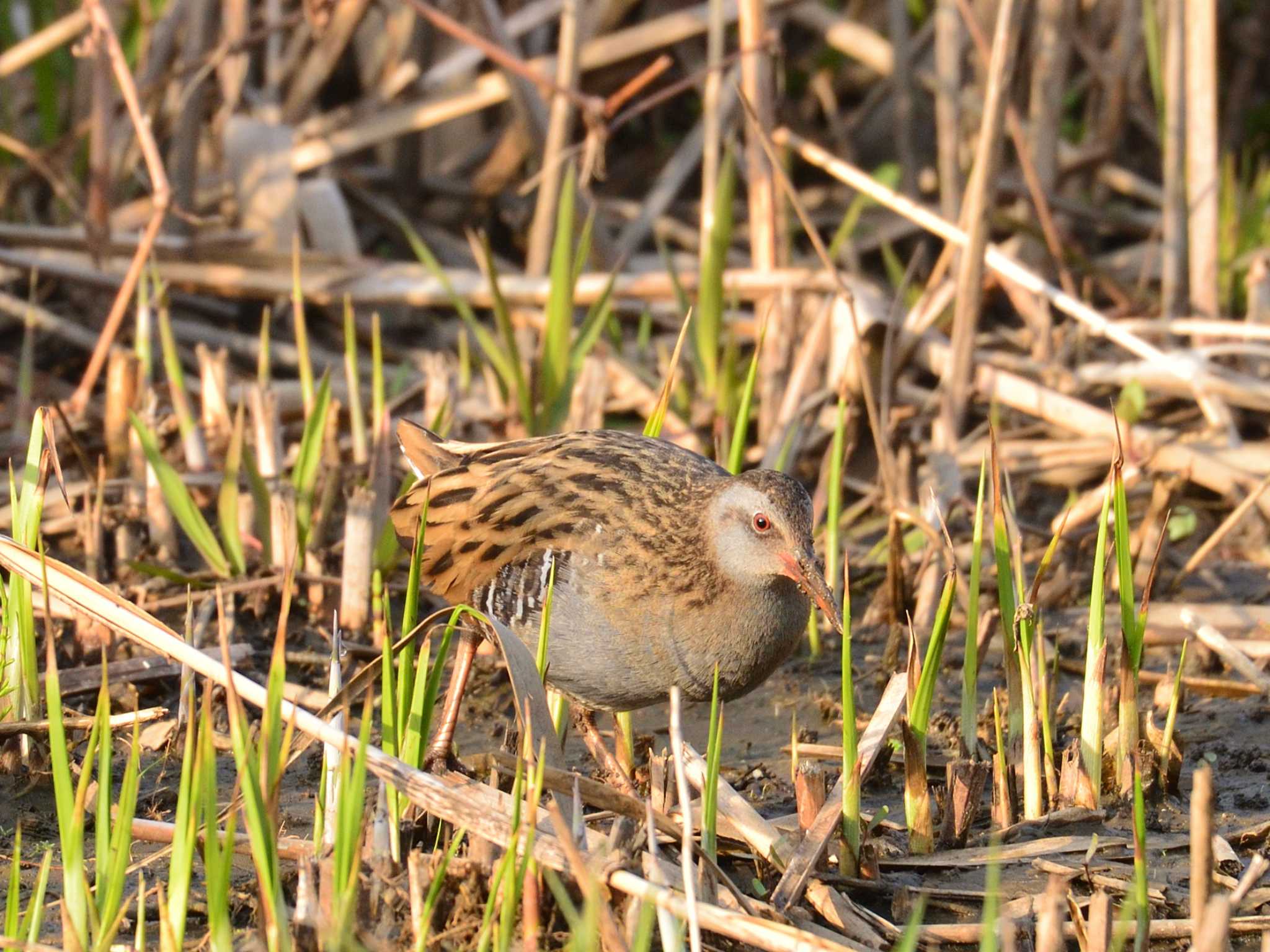 北本自然観察公園 クイナの写真 by 80%以上は覚えてないかも