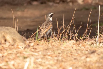 2021年3月19日(金) 三ツ池公園(横浜市鶴見区)の野鳥観察記録