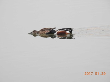 ハシビロガモ 神奈川県横浜市鶴見区 2017年1月29日(日)