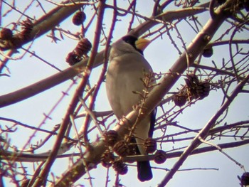 2021年3月20日(土) 秋ヶ瀬公園の野鳥観察記録