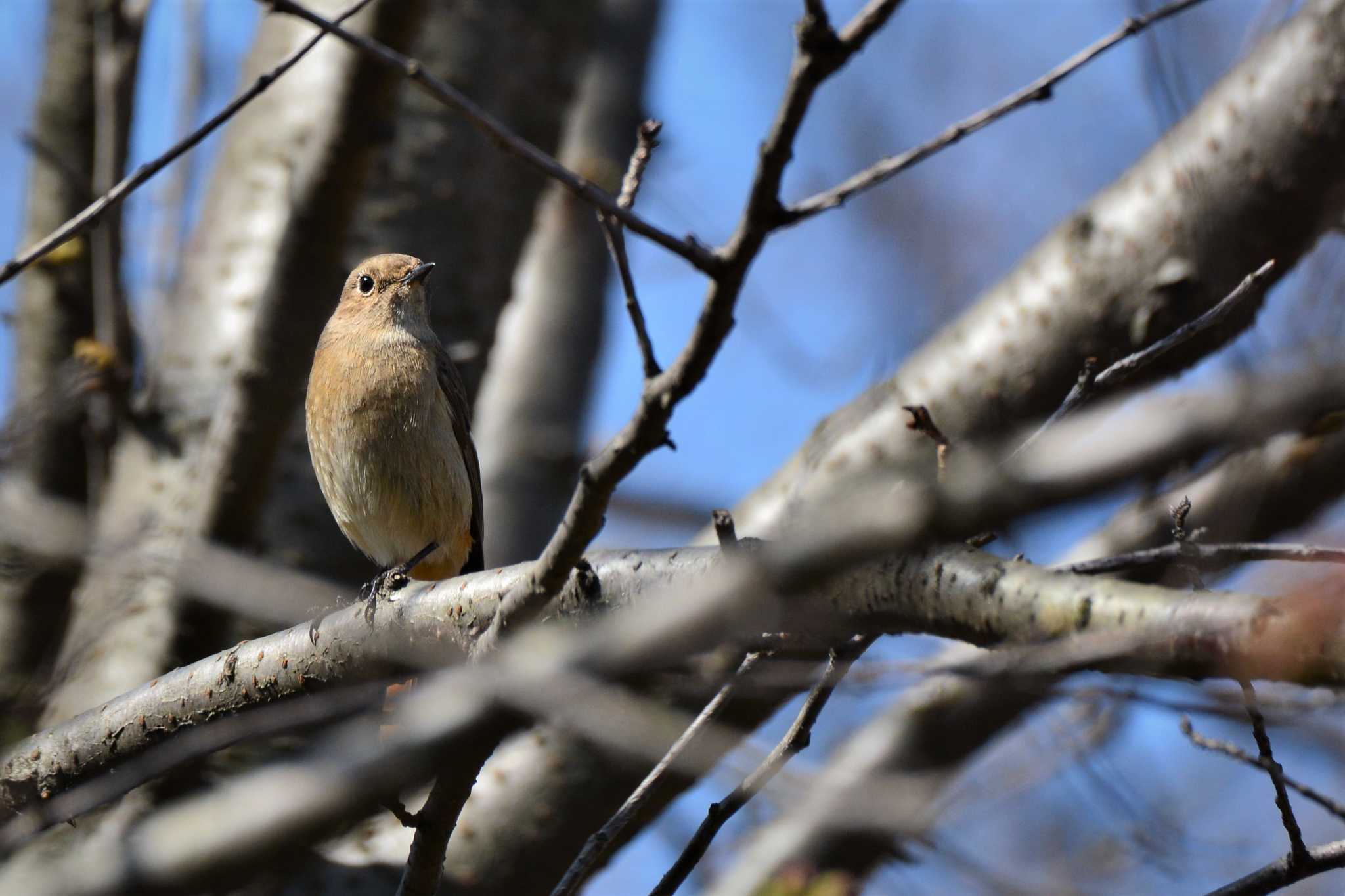 Daurian Redstart