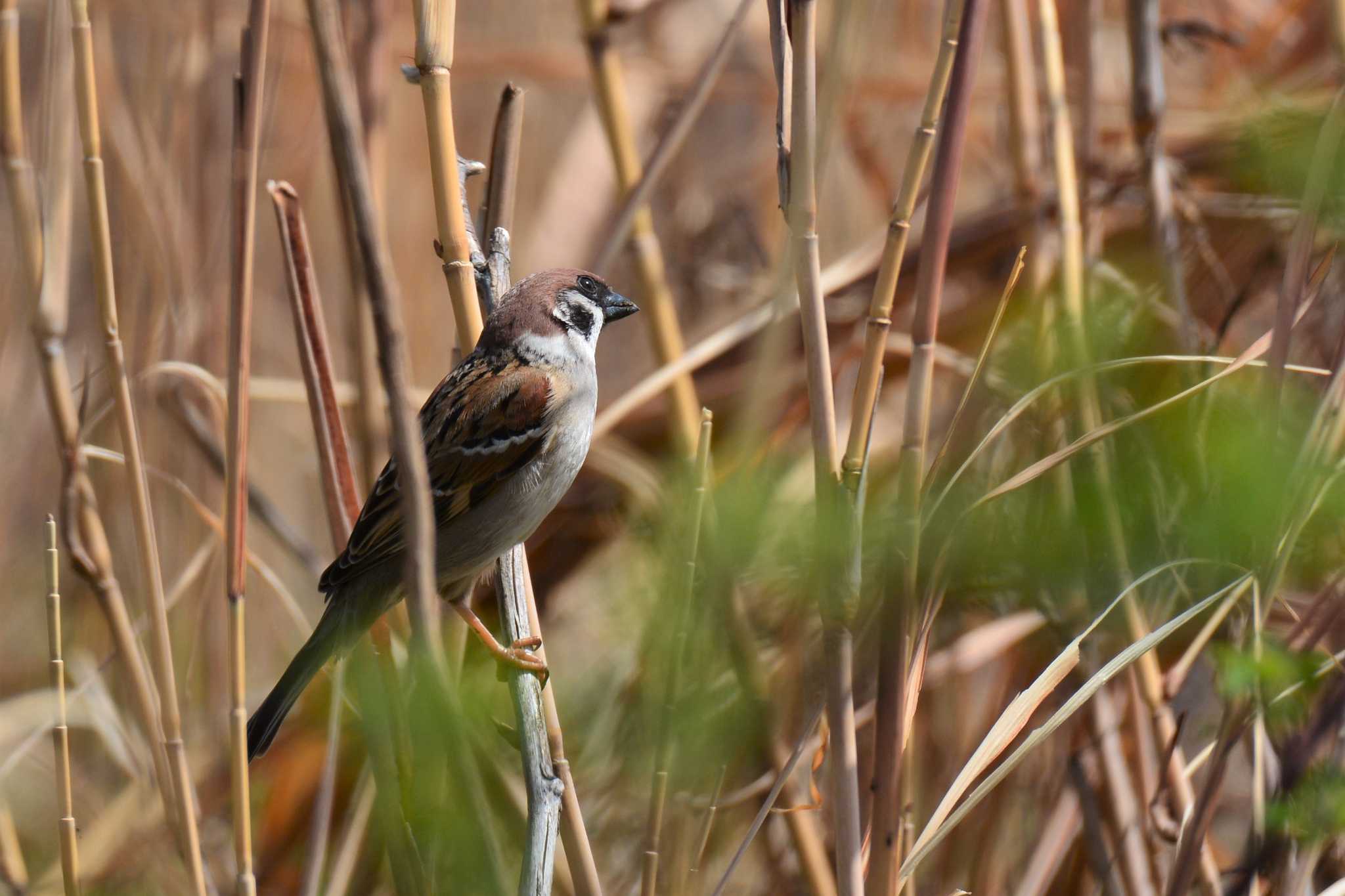 Eurasian Tree Sparrow