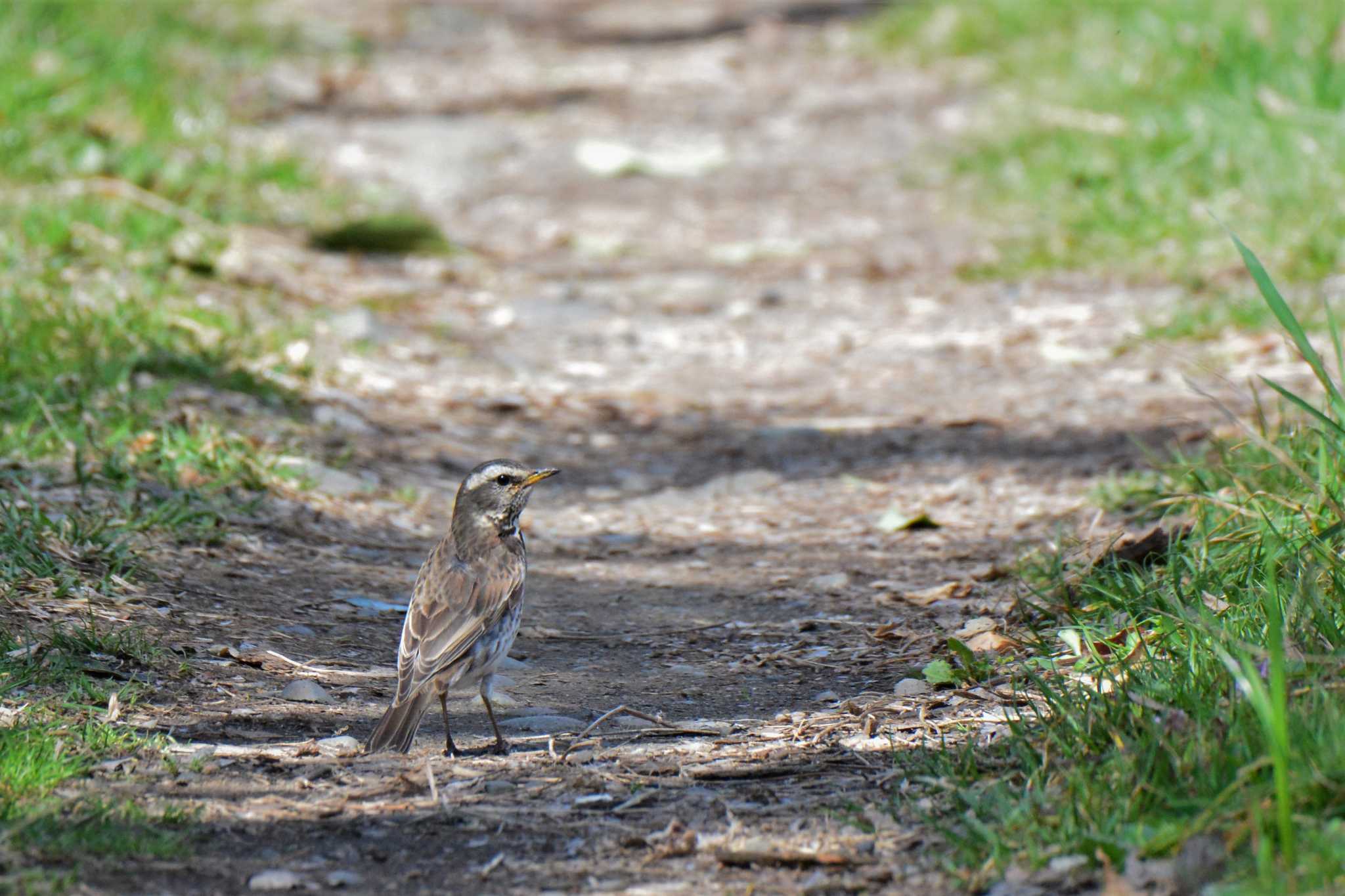 Dusky Thrush