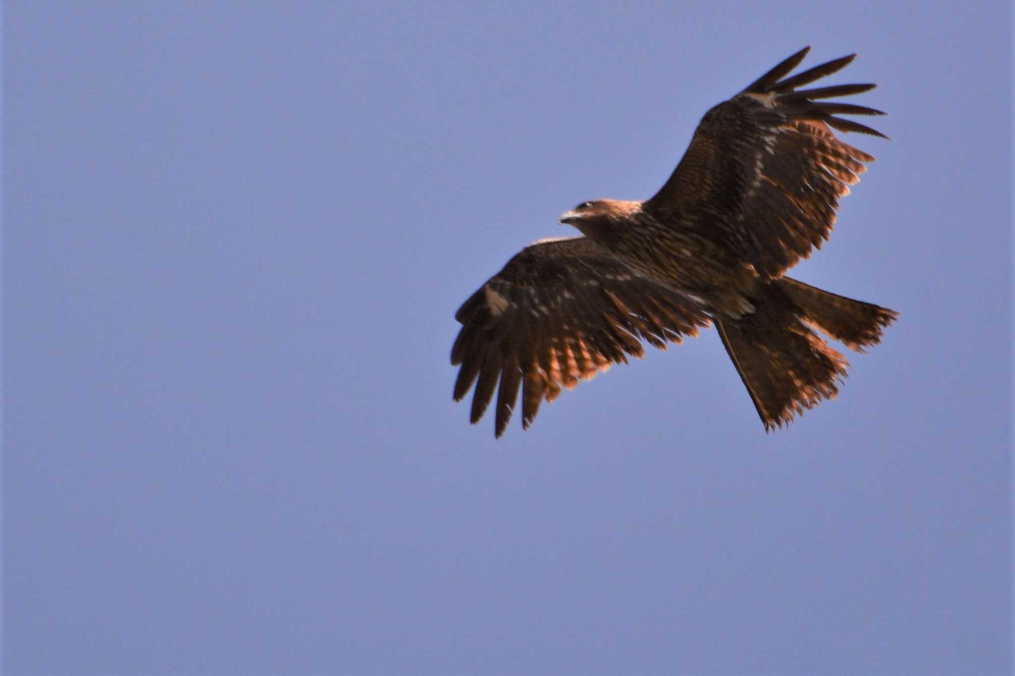 Black Kite