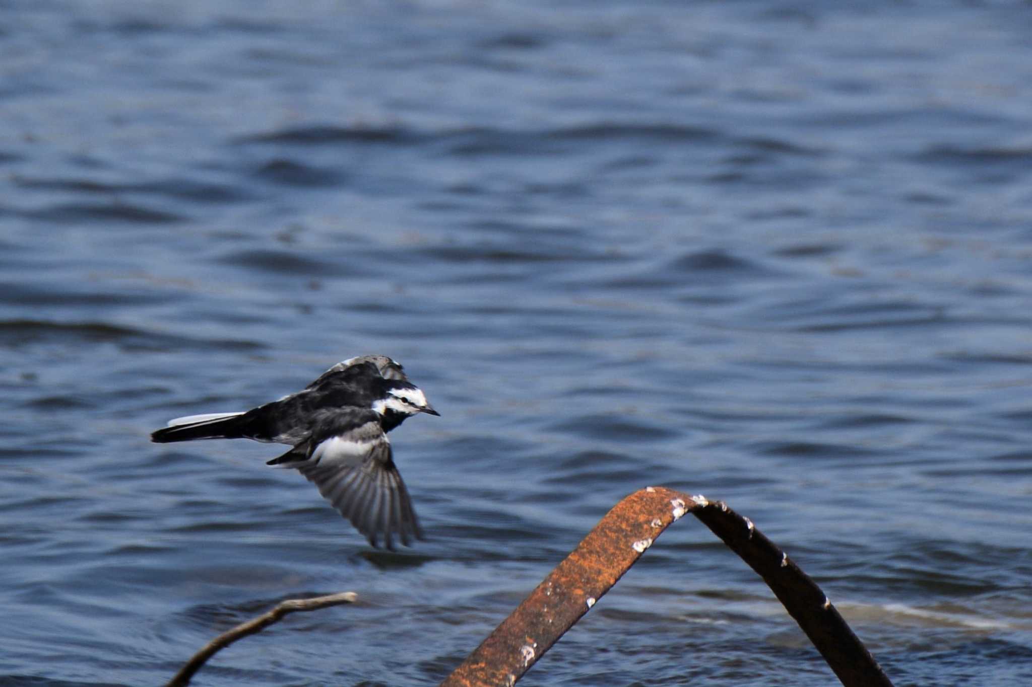 White Wagtail