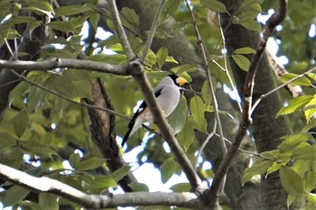 Japanese Grosbeak 万博記念公園 Fri, 3/19/2021