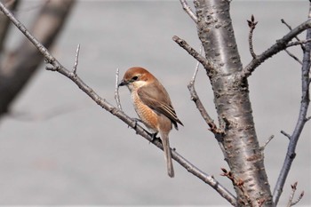 Bull-headed Shrike 千里南公園 Sun, 3/7/2021