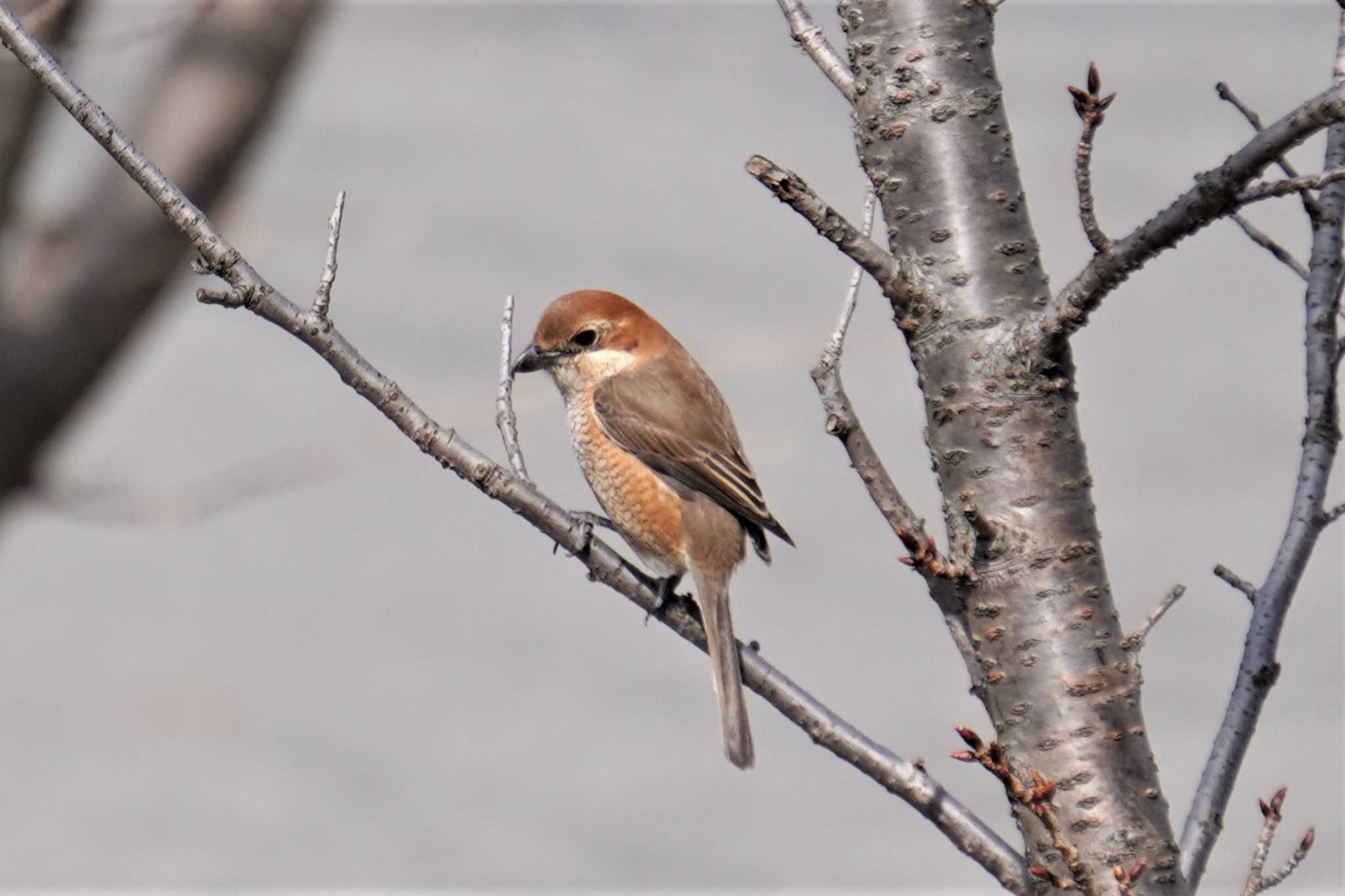 Photo of Bull-headed Shrike at 千里南公園 by BARD9800