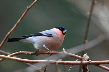 Eurasian Bullfinch Unknown Spots Fri, 3/19/2021