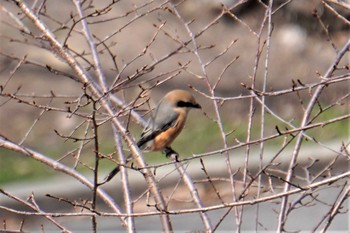 Bull-headed Shrike 千里南公園 Sun, 3/7/2021