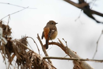 ジョウビタキ 祖父江ワイルドネイチャー緑地 2021年3月20日(土)