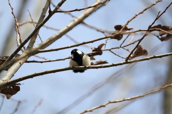 Japanese Tit 祖父江ワイルドネイチャー緑地 Sat, 3/20/2021