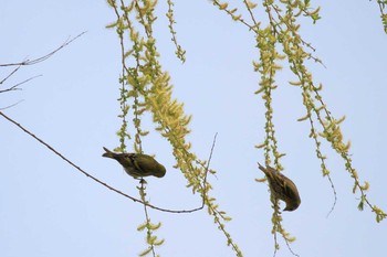 Masked Bunting 祖父江ワイルドネイチャー緑地 Sat, 3/20/2021