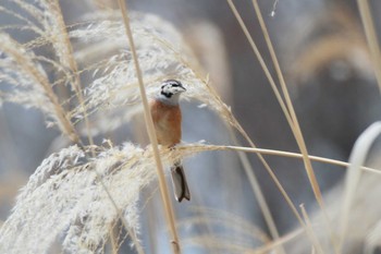 Meadow Bunting 祖父江ワイルドネイチャー緑地 Sat, 3/20/2021