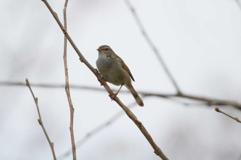 Japanese Bush Warbler 祖父江ワイルドネイチャー緑地 Sat, 3/20/2021