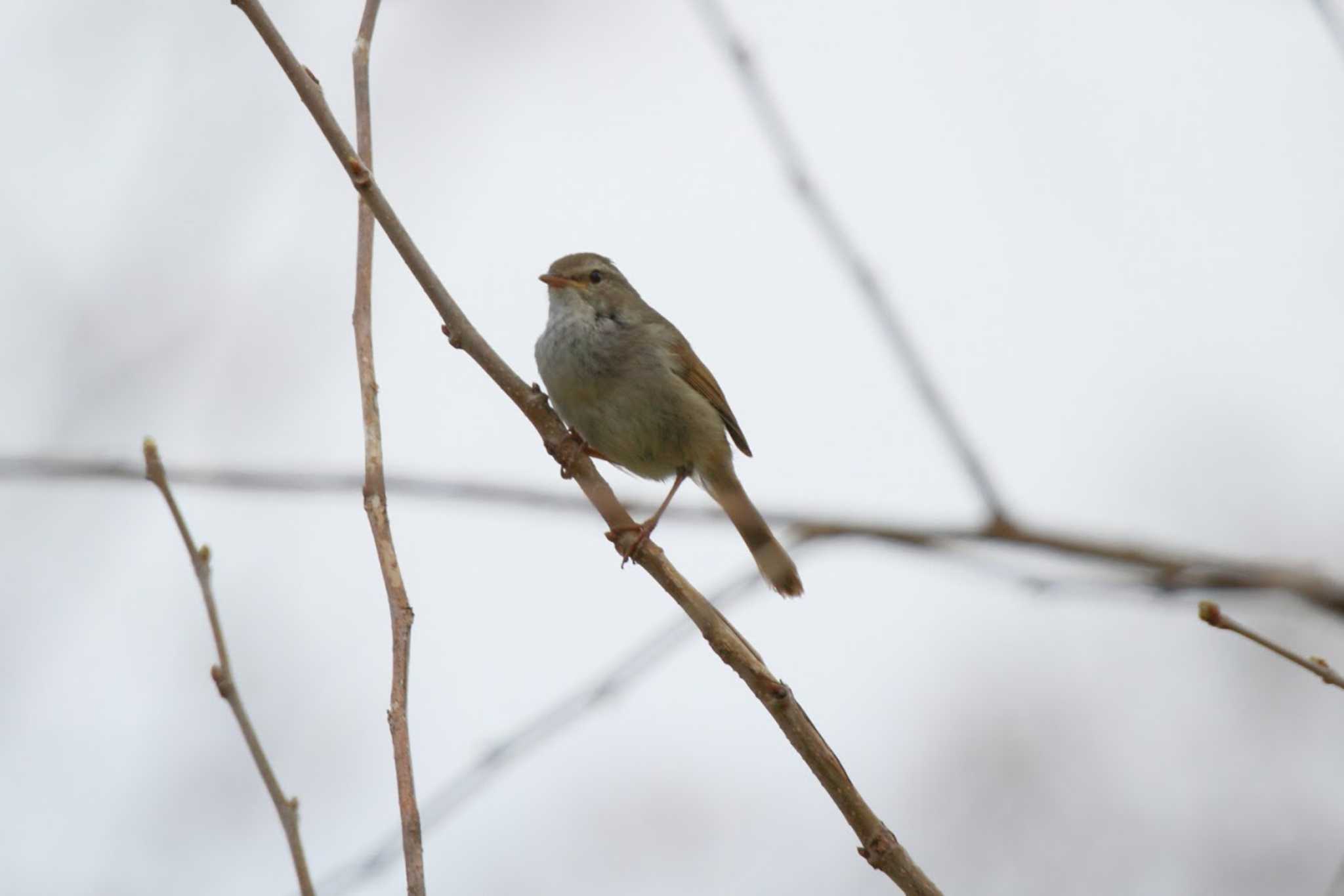 Photo of Japanese Bush Warbler at 祖父江ワイルドネイチャー緑地 by ごろう