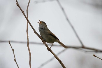 Japanese Bush Warbler 祖父江ワイルドネイチャー緑地 Sat, 3/20/2021