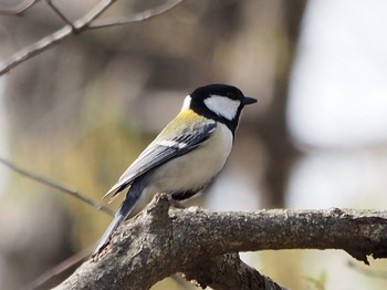 Japanese Tit Higashitakane Forest park Fri, 3/19/2021