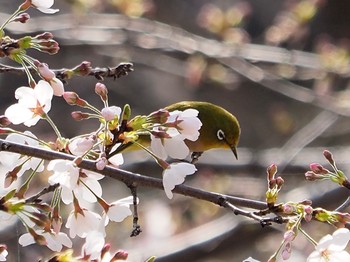 Warbling White-eye Higashitakane Forest park Fri, 3/19/2021