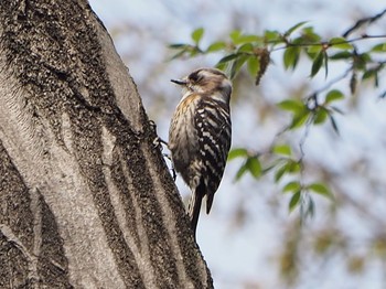 Japanese Pygmy Woodpecker Yatoyama Park Sat, 3/20/2021