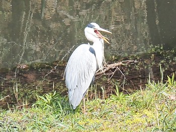 アオサギ 座間谷戸山公園 2021年3月20日(土)