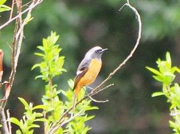 Daurian Redstart Yatoyama Park Sat, 3/20/2021