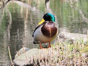 マガモ 座間谷戸山公園 2021年3月20日(土)