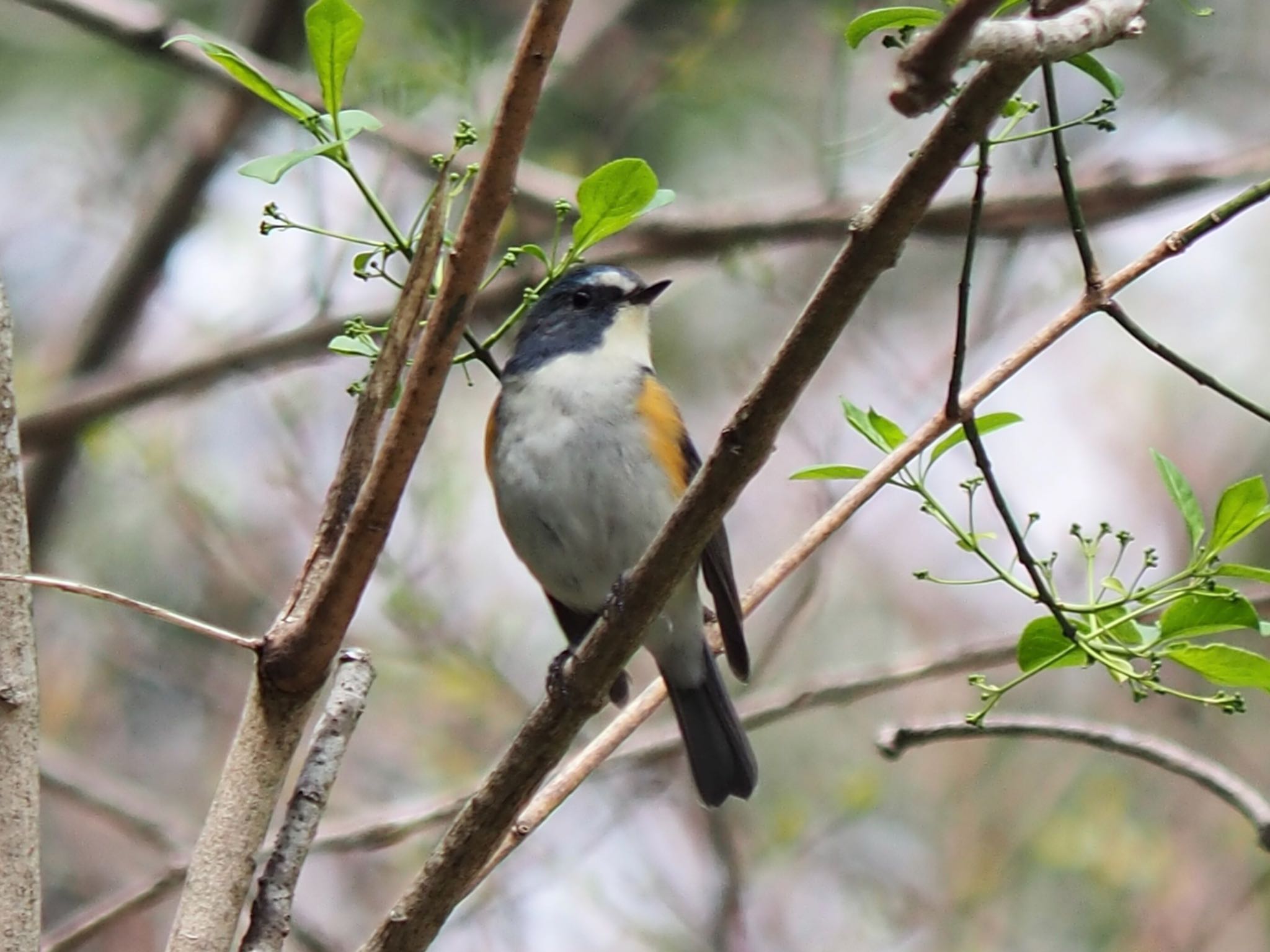 Photo of Red-flanked Bluetail at Yatoyama Park by まさ