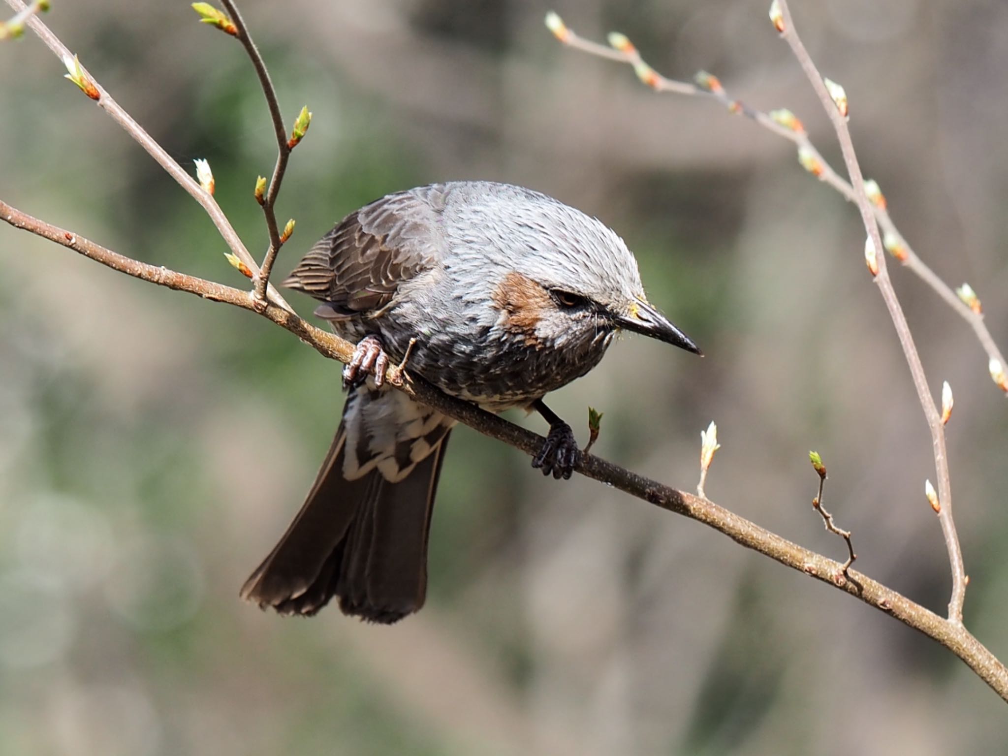 Photo of Brown-eared Bulbul at Higashitakane Forest park by まさ