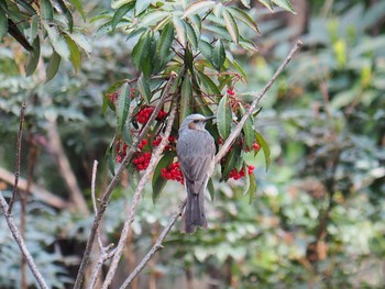 Brown-eared Bulbul Higashitakane Forest park Fri, 3/19/2021