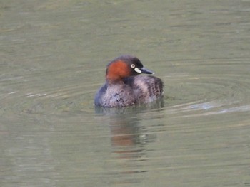 Little Grebe 寺家ふるさと村 Fri, 3/19/2021