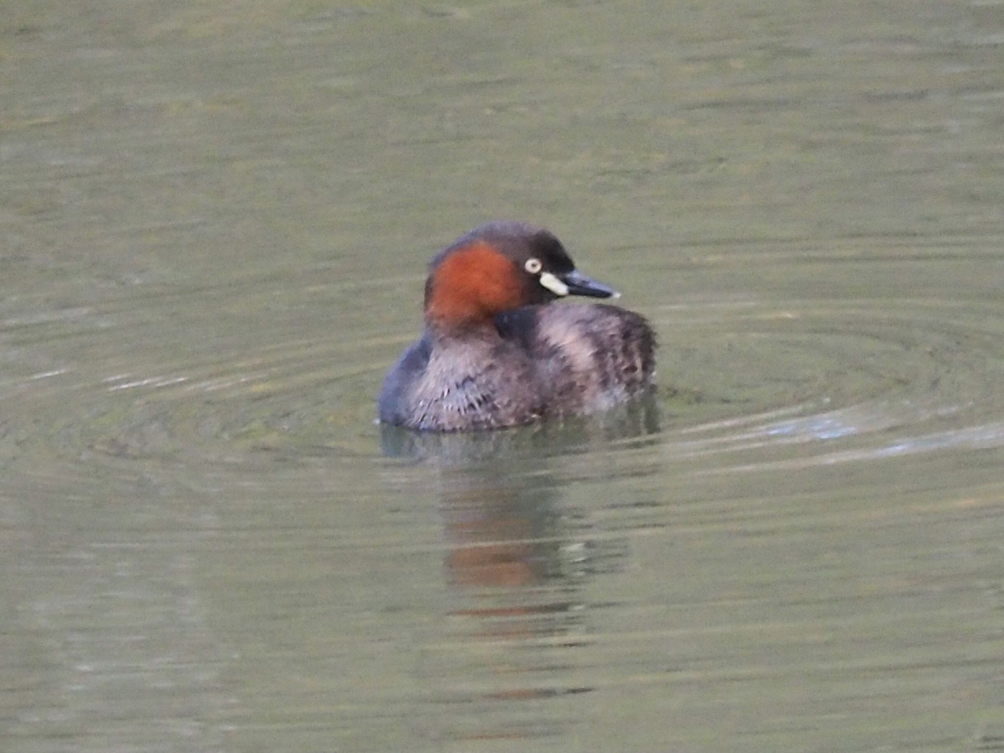 Photo of Little Grebe at 寺家ふるさと村 by まさ