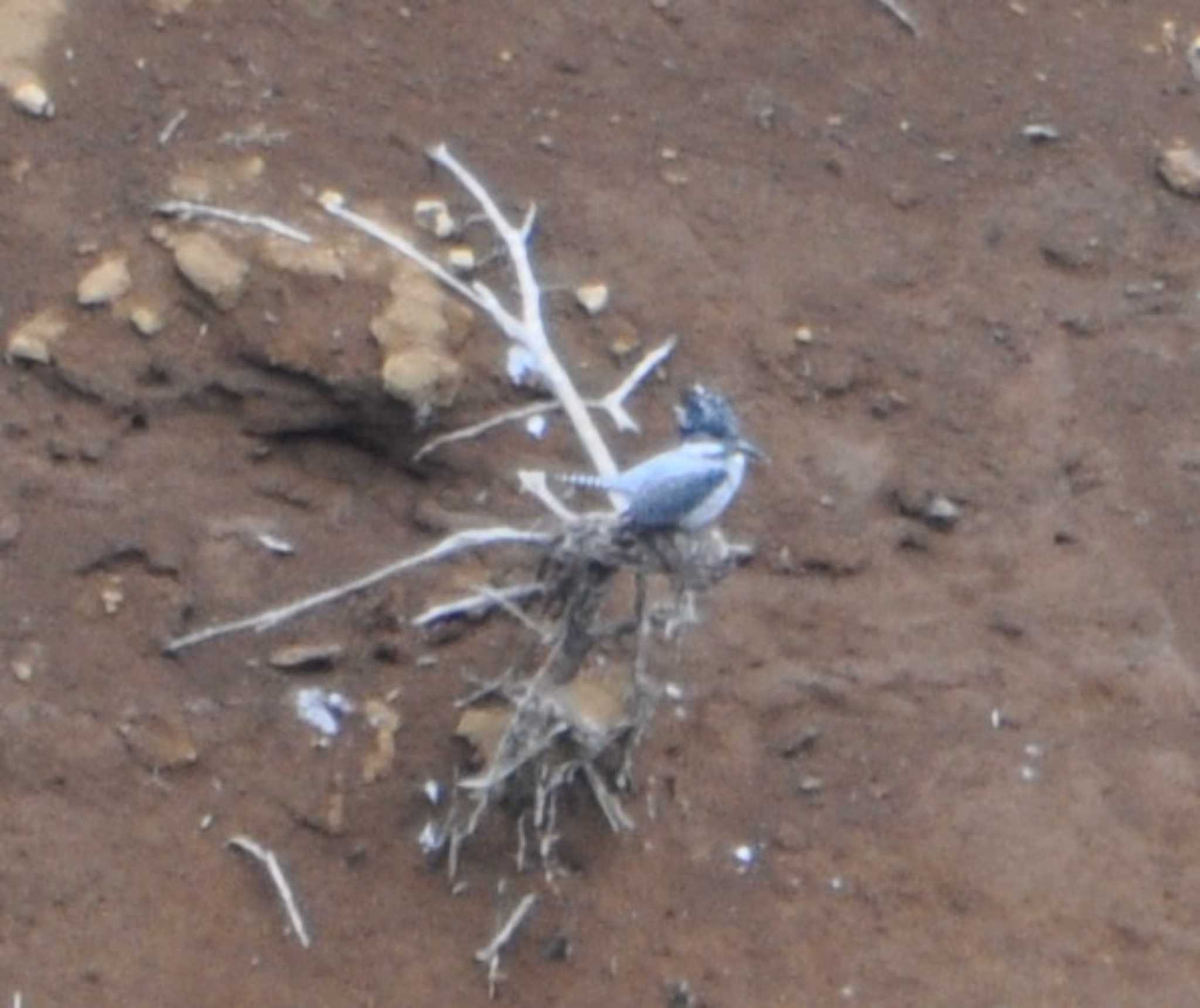 Crested Kingfisher