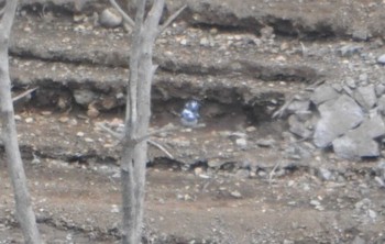 Crested Kingfisher Hayatogawa Forest Road Sat, 3/20/2021