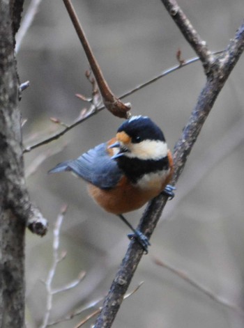 Varied Tit Hayatogawa Forest Road Sat, 3/20/2021