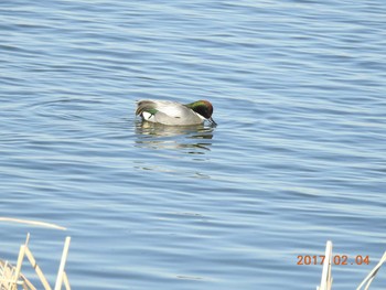 ヨシガモ 千葉県　印旛沼 2017年2月4日(土)