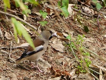 シメ 秋ヶ瀬公園(野鳥の森) 2021年3月20日(土)