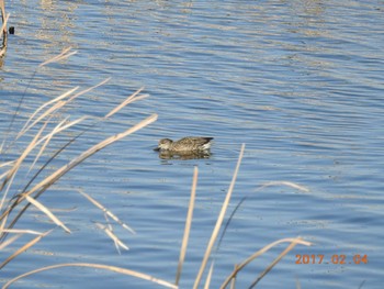 ヨシガモ 千葉県　印旛沼 2017年2月4日(土)