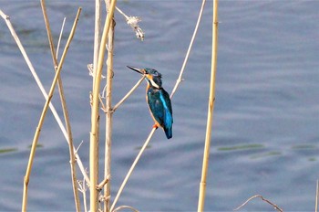 カワセミ 見沼たんぼ 2021年3月20日(土)