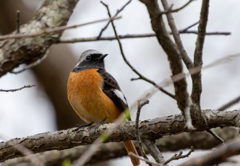 Daurian Redstart 船橋アンデルセン公園 Sat, 3/20/2021