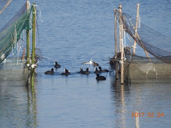 カイツブリ 千葉県　印旛沼 2017年2月4日(土)