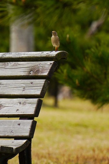 Daurian Redstart 普正寺の森(野鳥園跡地) Sat, 3/20/2021