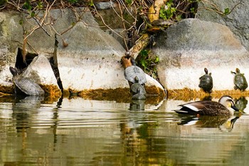 カルガモ 普正寺の森(野鳥園跡地) 2021年3月20日(土)