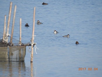 ミコアイサ 千葉県　印旛沼 2017年2月4日(土)