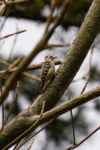 コゲラ 普正寺の森(野鳥園跡地) 2021年3月20日(土)