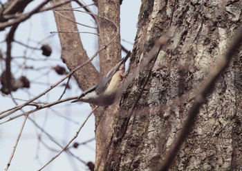 Eurasian Nuthatch 軽井沢町 Sat, 3/20/2021