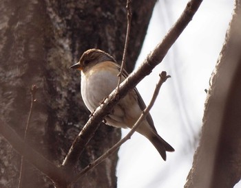 Sat, 3/20/2021 Birding report at 軽井沢町